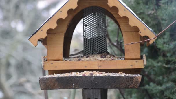 Teta azul euroasiática (Cyanistes caeruleus) y gran teta (Parus major) en el comedero de aves en invierno. casa de alimentación de aves — Vídeos de Stock