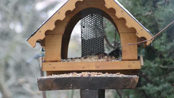 Euroasijských Sýkora modřinka (Parus caeruleus) a Sýkora koňadra (Parus major) na krmítko v zimě. krmení ptáků dům — Stock video