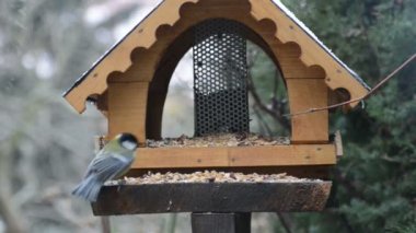 Avrasya Mavi baştankara (Cyanistes caeruleus) ve kışın kuş Besleyici üzerinde büyük baştankara (Parus major). kuş beslemek ev