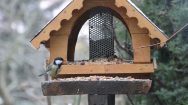 kış zamanında kuş Besleyici üzerinde büyük baştankara.