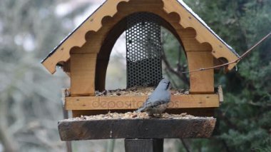 ahşap sıvacı kuşu (Sitta europaea), büyük baştankara (Parus major) ve kışın kuş Besleyici üzerinde ahşap sıvacı kuşu (Sitta europaea).