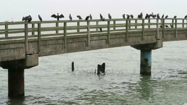 Grup Baltık Denizi kasaba Sassnitz adlı mesire köprüde karabatak dinlenme. (Rügen Adası, Almanya)