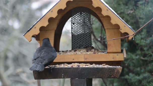 Melro em uma casa de alimentador de pássaros no inverno — Vídeo de Stock