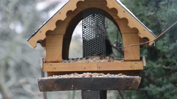 Merel in een Vogelhuis/waterbak huis bij wintertijd — Stockvideo