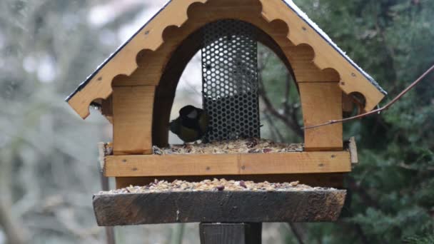 Δύο μεγάλη βυζιά τροφοδότη πουλιών στη διάρκεια του χειμώνα. — Αρχείο Βίντεο