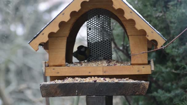 Zwei Kohlmeisen am Vogelfutterhäuschen im Winter. — Stockvideo