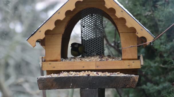 Dois grandes mamas no alimentador de pássaros no tempo de inverno . — Vídeo de Stock
