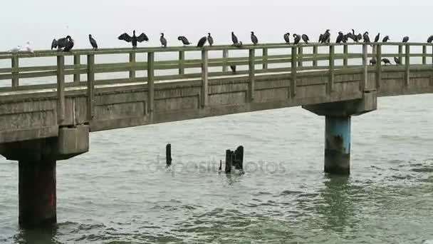 Grup Baltık Denizi kasaba Sassnitz adlı mesire köprüde karabatak dinlenme. (Rügen Adası, Almanya) — Stok video