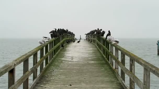 Gruppo di cormorani riposano sul ponte sul lungomare a Sassnitz città baltica mare. (Isola di Rugen, Germania ) — Video Stock