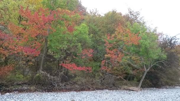 Rugen eiland krijt rots rots landschap herfst tijdig. kleurrijke beukenbos boom. (Mecklenburg-Vorpommern, Germany). Baltische Zee — Stockvideo