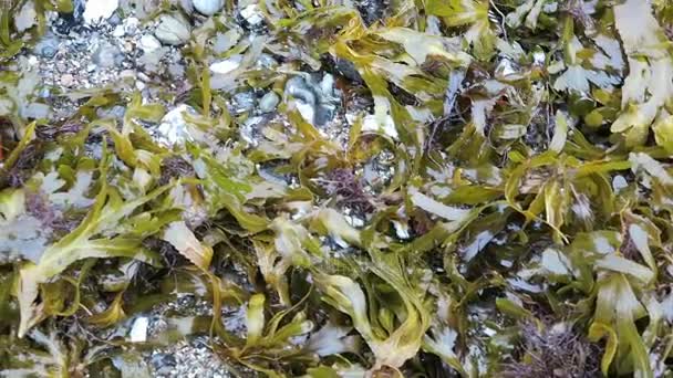 algues brunes sur le rivage de l'île de rugen sur la mer baltique 