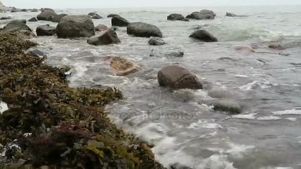 Algas pardas en la orilla de la isla rugosa en el mar báltico — Vídeos de Stock