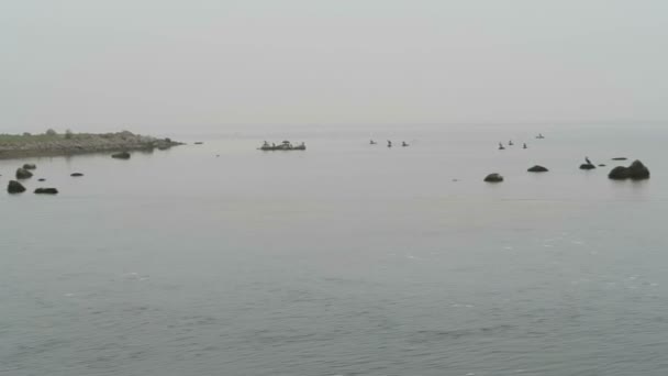Grupo de corvos marinhos descansando sobre rochas no porto de schaprode (Rugen Island ). — Vídeo de Stock