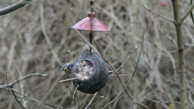 Avrasya Mavi baştankara (Cyanistes caeruleus) kışın kuş Besleyici üzerinde. Hindistan cevizi
