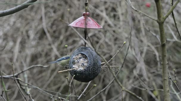 Eurasian blue tit (Cyanistes caeruleus) on bird feeder in winter. coconut — Stock Video