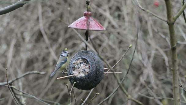 Зимой синица (Cyanistes caeruleus) и большая синица (Parus major) на птичьем корме. кокосовый орех — стоковое видео