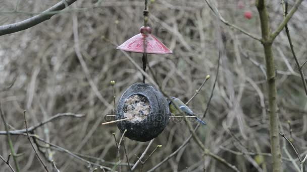 ユーラシア青シジュウカラ (Cyanistes caeruleus) と冬の鳥の送り装置のシジュウカラ (四十雀)。ココナッツ — ストック動画