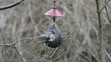 iki Avrasya mavi göğüsler (Cyanistes caeruleus) kışın kuş Besleyici üzerinde. Hindistan cevizi