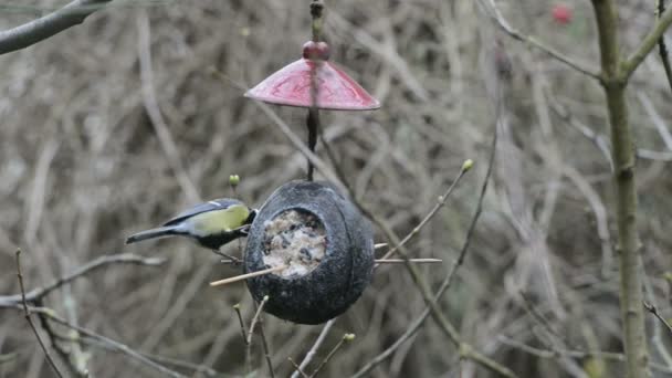 Büyük baştankara (Parus major) kışın kuş besleyici. Hindistan cevizi — Stok video