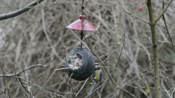 Büyük baştankara (Parus major) kışın kuş besleyici. Hindistan cevizi — Stok video