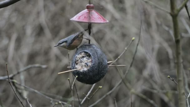 Paglia di legno (Sitta europaea) su mangiatoia per uccelli in inverno. noce di cocco — Video Stock