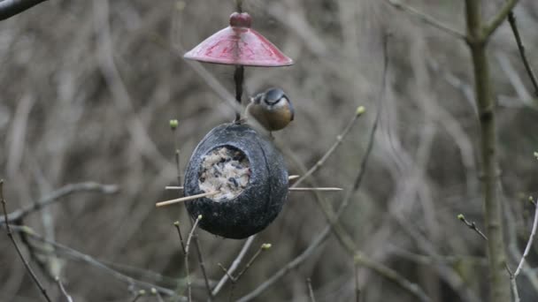 Paglia di legno (Sitta europaea) su mangiatoia per uccelli in inverno. noce di cocco — Video Stock