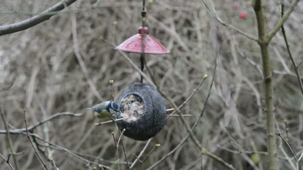 Евразийская синица (Cyanistes caeruleus) и меньший пятнистый дятел (Dryobates minor) на кормушке для птиц зимой. кокосовый орех — стоковое видео
