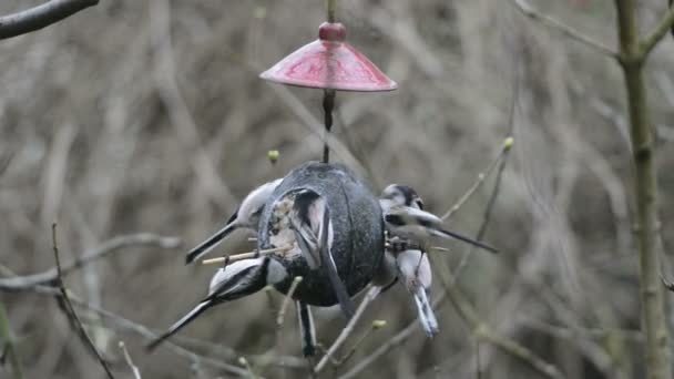 Mésange à longue queue (Aegithalos caudatus) qui se nourrit d'oiseaux en hiver. noix de coco — Video