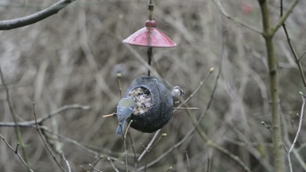 Длиннохвостая синица (Aegithalos caudatus) и голубая синица (Cyanistes caeruleus) на кормушке для птиц зимой. кокосовый орех — стоковое видео