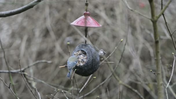 Staartmees (Aegithalos caudatus) en Euraziatische Pimpelmees (Cyanistes caeruleus) op Vogelhuis/waterbak in de winter. kokosnoot — Stockvideo