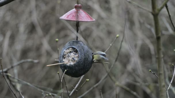 Nuthatch di legno (Sitta europaea) e grande tetta (Parus major) su mangiatoia per uccelli in inverno. noce di cocco — Video Stock