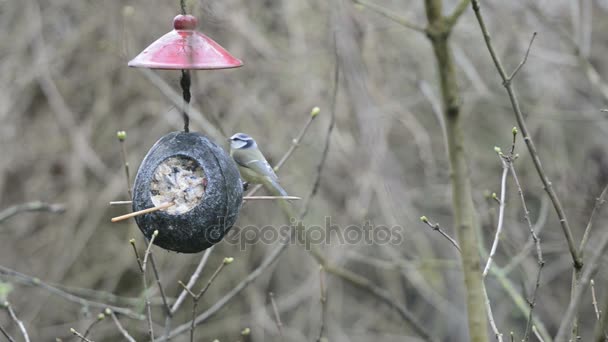 Euraziatische Pimpelmees (Cyanistes caeruleus) op Vogelhuis/waterbak in de winter. kokosnoot — Stockvideo