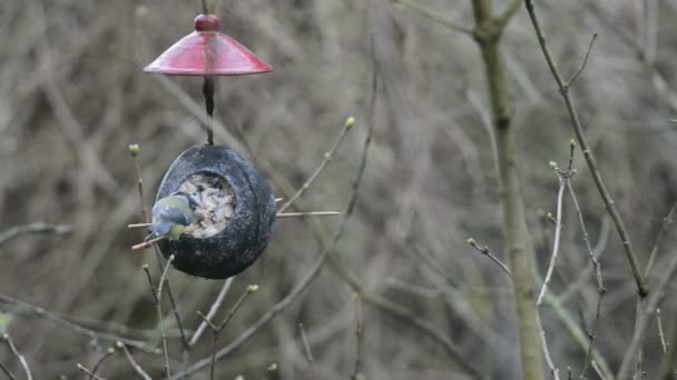 Euraziatische Pimpelmees (Cyanistes caeruleus) op Vogelhuis/waterbak in de winter. kokosnoot — Stockvideo