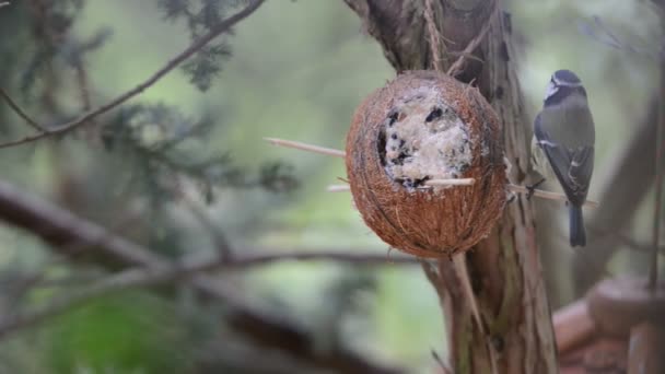 Tetta azzurra eurasiatica (Cyanistes caeruleus) sull'alimentatore degli uccelli in inverno. noce di cocco — Video Stock