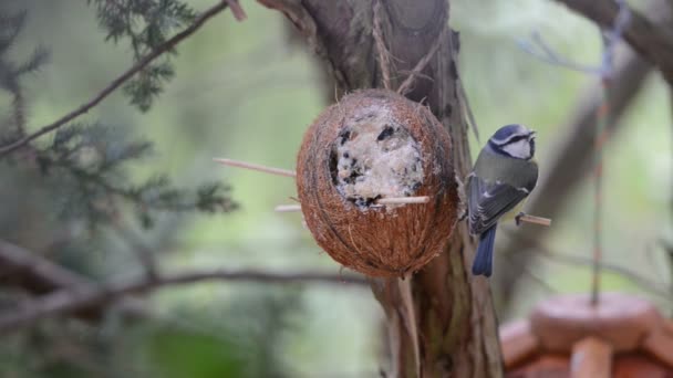 Евразийская синица (Cyanistes caeruleus) на кормушке для птиц зимой. кокосовый орех — стоковое видео