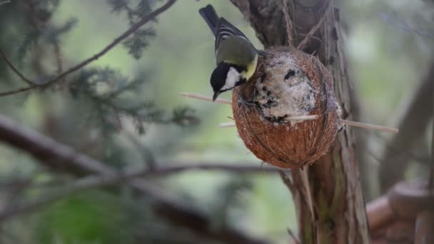 Kohlmeisen (parus major) am Vogelfutterhäuschen im Winter. Kokosnuss. — Stockvideo