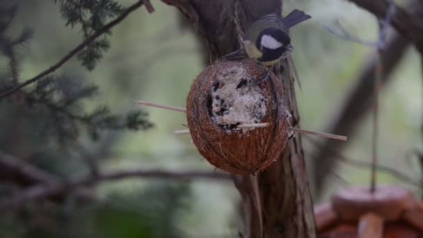 Eurasian blue tit (Cyanistes caeruleus) and great tit (Parus major) on bird feeder in winter. coconut — Stock Video