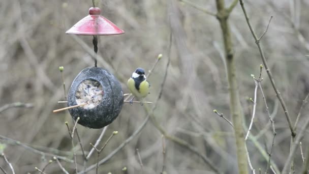 Great tit (Parus major) on bird feeder in winter. coconut. — Αρχείο Βίντεο
