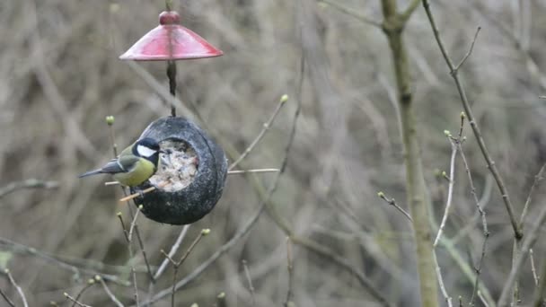 Велика цицька (Parus major) на годівниці для птахів взимку. кокос . — стокове відео