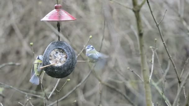 Δύο Ευρασιατική μπλε στήθη (Cyanistes caeruleus) στο τροφοδότη πουλιών το χειμώνα. καρύδας — Αρχείο Βίντεο