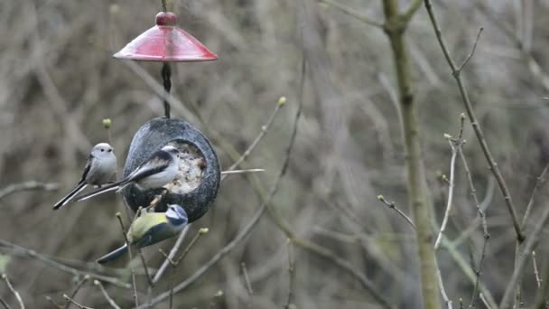 Длиннохвостая синица (Aegithalos caudatus) и голубая синица (Cyanistes caeruleus) на кормушке для птиц зимой. кокосовый орех — стоковое видео