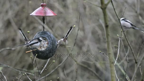 Long-tailed tit (Aegithalos caudatus) on bird feeder in winter. coconut — Stock Video