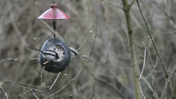 Long-tailed tit (Aegithalos caudatus) on bird feeder in winter. coconut — Stock Video