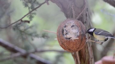 ahşap sıvacı kuşu (Sitta europaea) ve kışın kuş Besleyici üzerinde büyük baştankara (Parus major). Hindistan cevizi
