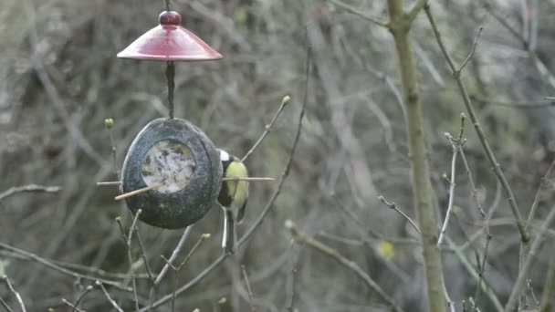 Довгохвоста синиця (Aegithalo caudatus), євразійська блакитна синиця (Cyanistes caeruleus) і велика синиця (Parus Major) на годівниці для птахів взимку. кокос — стокове відео