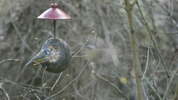 Eurasian blue tit (Cyanistes caeruleus) and great tit (Parus major) on bird feeder in winter. coconut — Stock Video