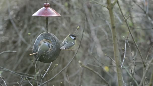 Teta azul euroasiática (Cyanistes caeruleus) y gran teta (Parus major) en el comedero de aves en invierno. Coco. — Vídeo de stock