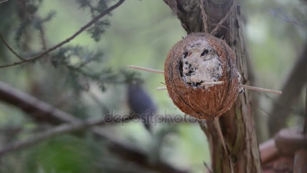 Sedí na větvičku na pozadí dřeva Brhlík (Sitta europaea). ptačí krmítko v zimě. Kokos. zaměřit se na frontě. — Stock video