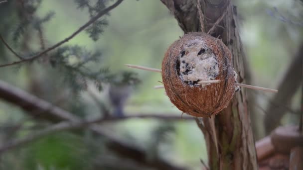 Tit mare (Parus major) pe alimentator de păsări în timpul iernii. nucă de cocos. Focus pe front . — Videoclip de stoc