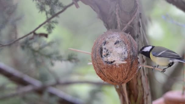 Houten Boomklever (Sitta europaea) en Koolmees (Parus major) op Vogelhuis/waterbak in de winter. kokosnoot — Stockvideo